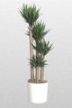 Yucca Guatemalensis